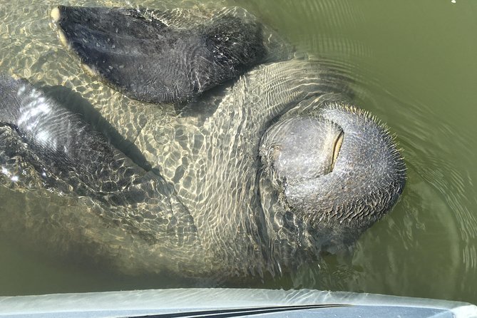 Mangrove Tunnels, Dolphins, Manatee Tour #1 Rated in Cocoa Beach - Wildlife and Ecosystem Highlights