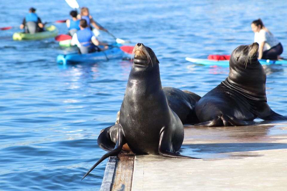 Marina Del Rey: Kayak and Paddleboard Tour With Sea Lions - Customer Reviews