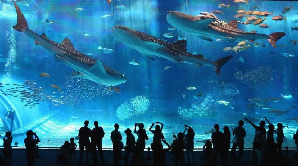 Motobu: Okinawa Churaumi Aquarium Entry E-ticket - Customer Reviews and Ratings