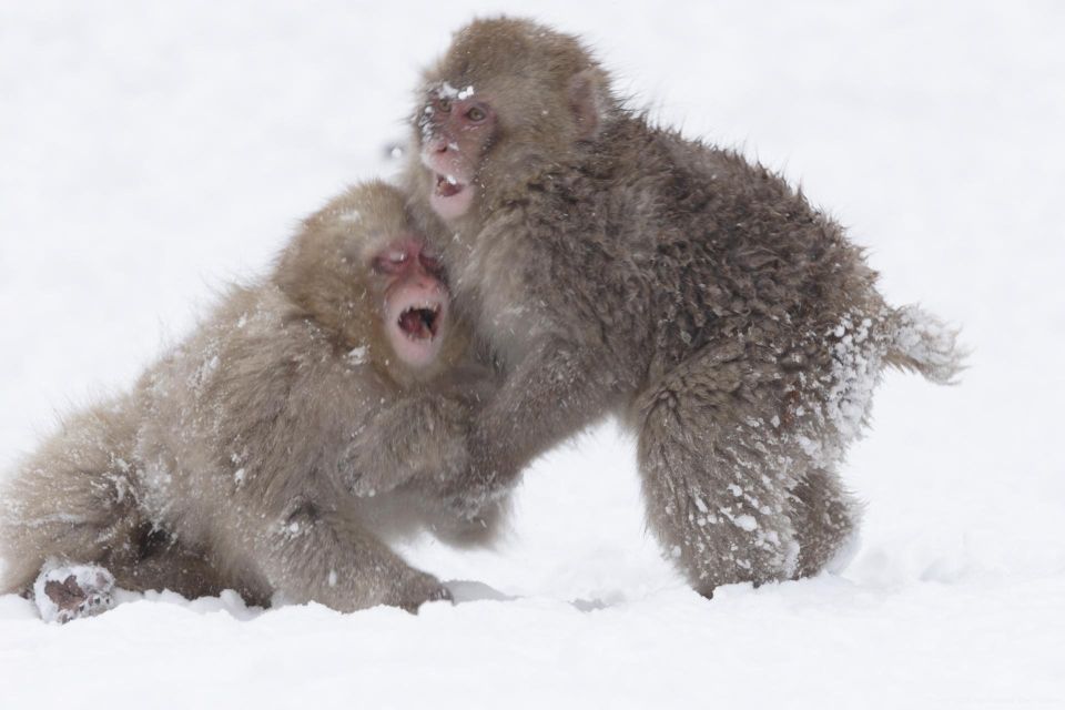 Nagano: Private Transfer Between Station & Snow Monkey Park - Vehicle Details