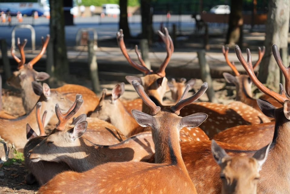 Nara Early Bird Tour (Kyoto Station Departure) - Inclusions