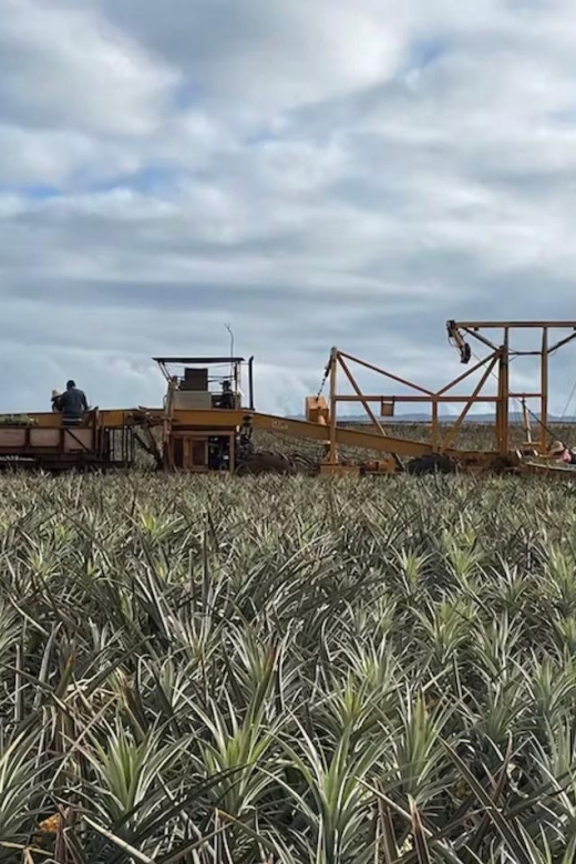 Oahu: North Shore Dole Pineapple Farm Tour - Old Haleiwa Town Exploration