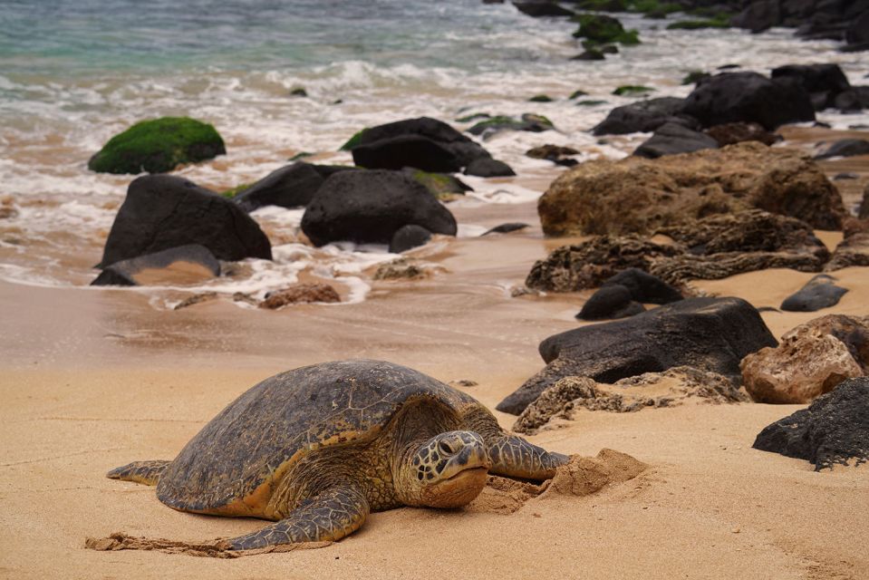 Oahu: Private Best of Oahu Sightseeing Tour - Dramatic Landscapes