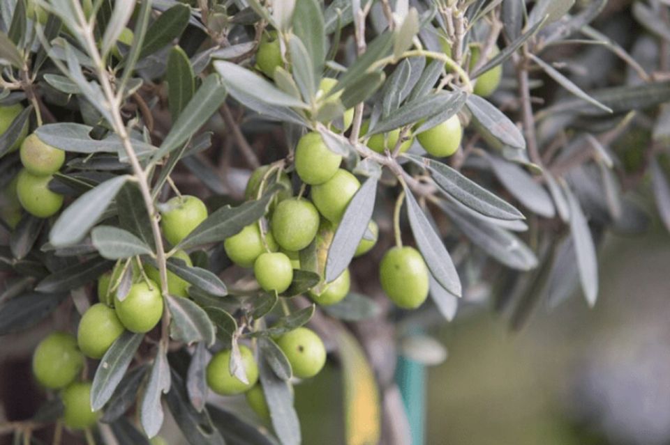 Olive Oil Factory From Sevilla Private Tour - Experiencing the Olive Oil Heritage