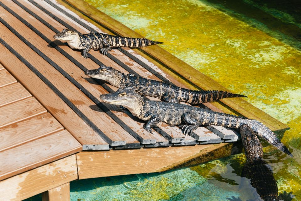 Orlando: Gatorland Skip-the-Line Ticket - Engaging Live Shows and Presentations