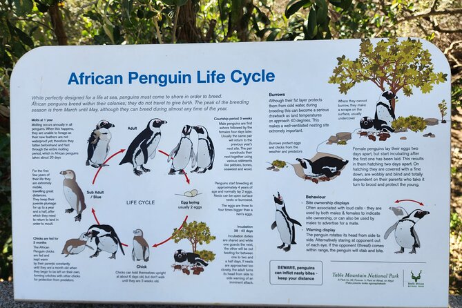 Penguin Encounter Boulders Beach Half Tour Day From Cape Town - Scenic Chapmans Peak Drive