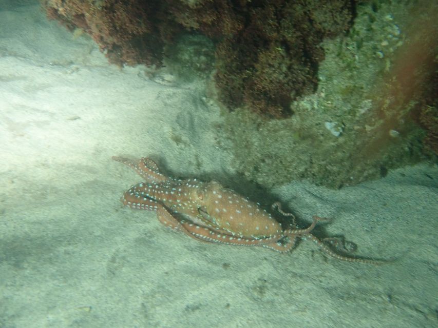 Porto Santo: Private Night Snorkeling Tour - Discovering Nocturnal Marine Life