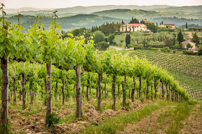 Private Rome's Wine Tasting Tour in Frascati - Exclusive - Savoring the Local Cuisine