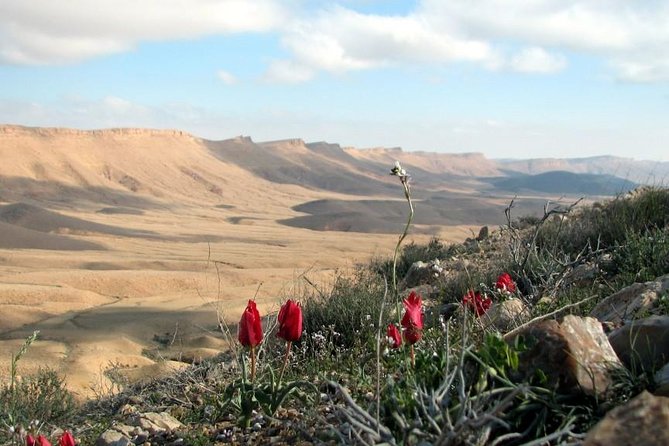 Ramon Crater Jeep Tour From Mitzpe Ramon - Experiencing the Local Wildlife and Vegetation