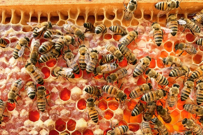 Reagan's Honey Beekeeping Adventure - Tour Details