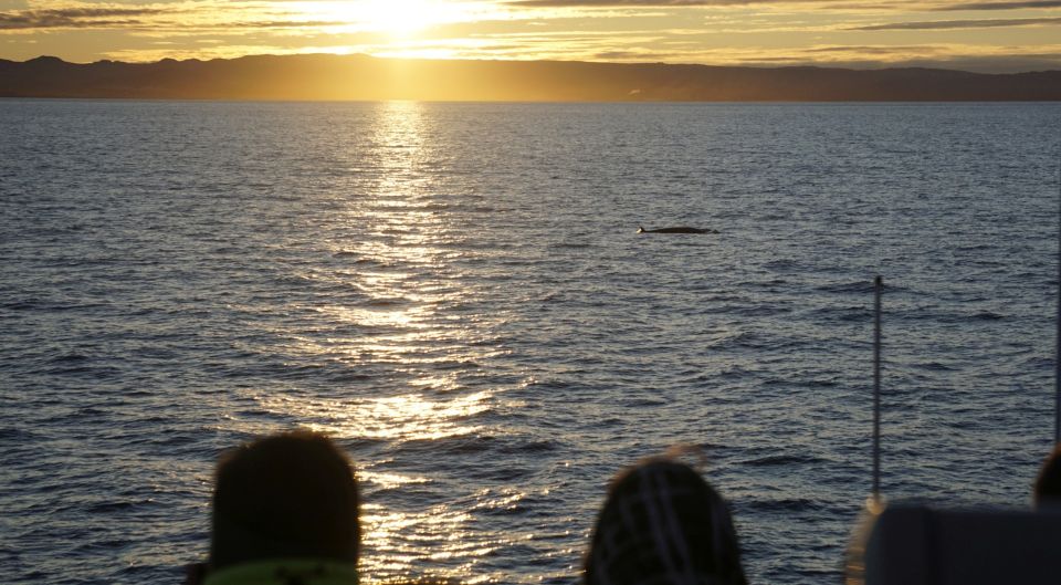 Reykjavik: Midnight Sun Whale Watching Cruise - Guaranteed Ticket With No Whales