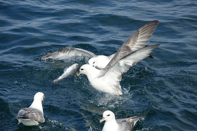 Reykjaviks Finest Catch: Guided Sea Angling Tour for All Levels - Catching a Variety of Fish