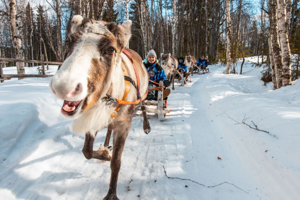 Rovaniemi: Daytime Reindeer Sleigh Ride With Hotel Pickup - Reindeer Sleigh Ride