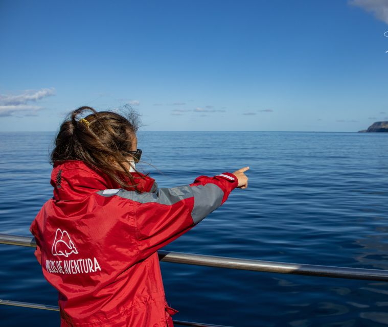 São Miguel: Wild Swimming With Dolphins - Trained Professional Guidance