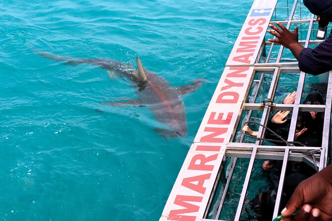 Shark Cage Diving and Viewing From Hermanus - Specialized Diving Equipment Provided