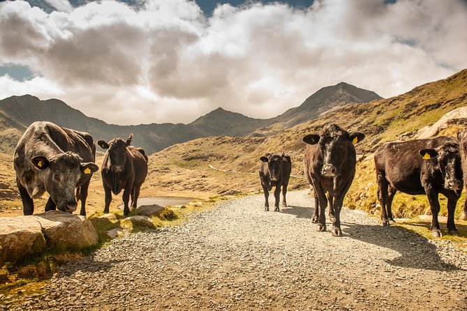 Snowdonia & Chester Day Tour From Manchester Including Admission - Participant Requirements and Limitations