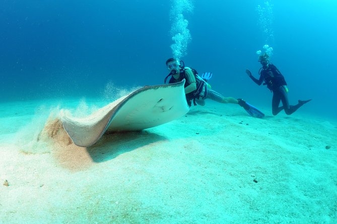 St Maarten Scuba Diving for Certified Divers - Marvel at Marine Life