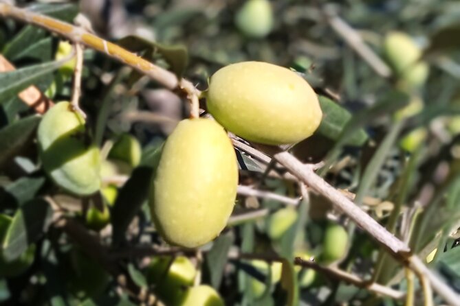 The Olive Oil Experience @ Lefkada Micro Farm - Meeting Point