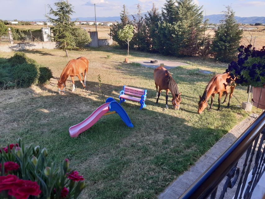 Thessaloniki: Private Greek Cooking Class and Meal at a Farm - Hands-on Cooking and Farming