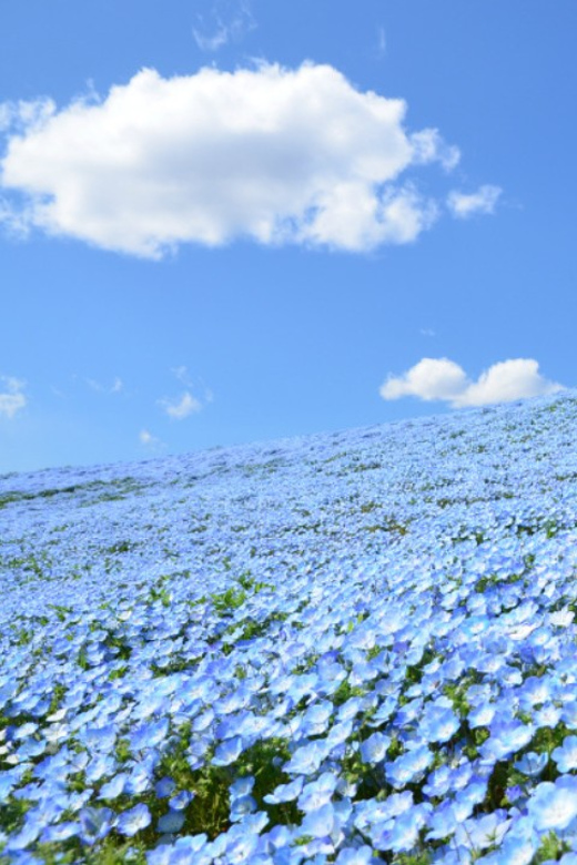 Tokyo:Hitachi Seaside Park and Aquaworld Oarai Aquarium Tour - Booking and Availability