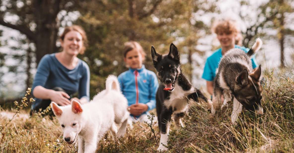 Tromsø: Puppy Training at the Husky Kennel With Lunch - Hiking in the Wilderness