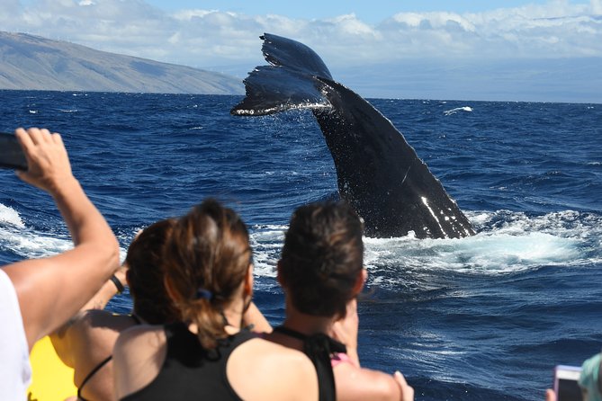 Ultimate 2 Hour Small Group Whale Watch Tour - Participant Recommendations