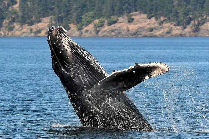 Victoria Whale and Wildlife Cruise - Whale Sighting Guarantee