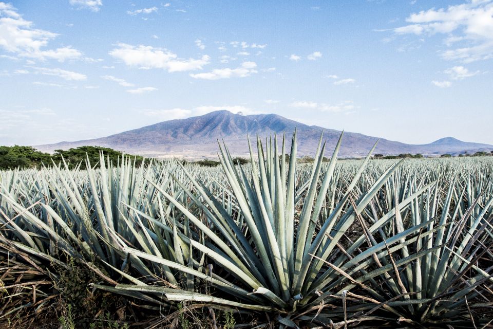 White Sands NP Self-Guided Driving & Walking Tour - Technology and App Integration