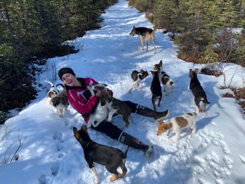 Willow: Traditional Alaskan Dog Sledding Ride - Included in the Package