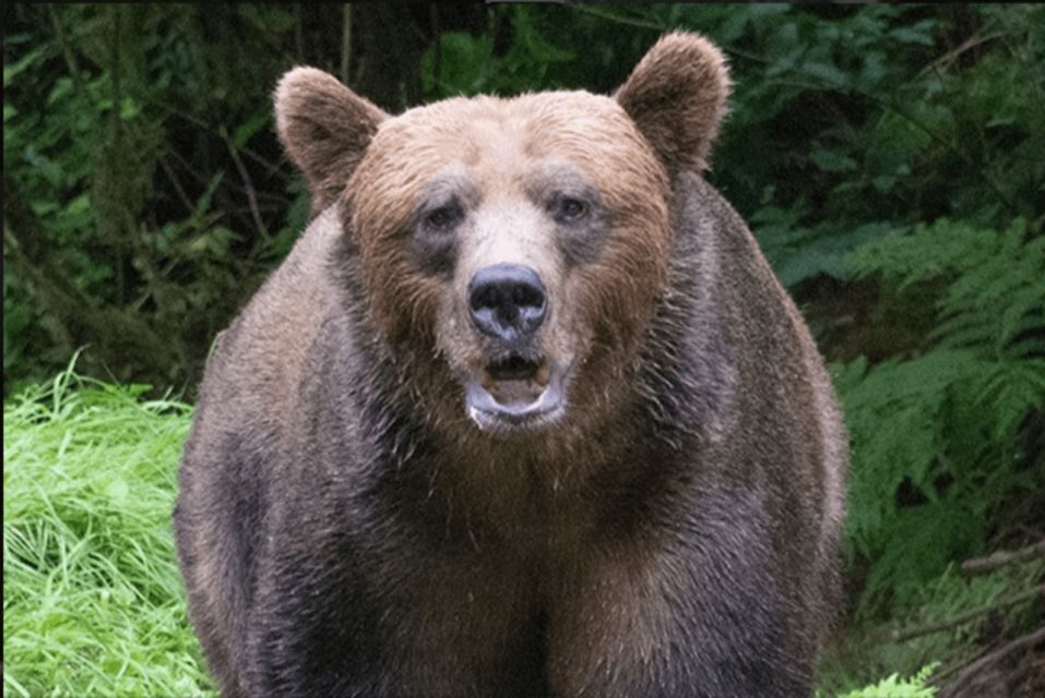 Wrangell: Anan Bear and Wildlife Viewing Adventure - Viewing Platform Overlooking the Bears Fishing Hole