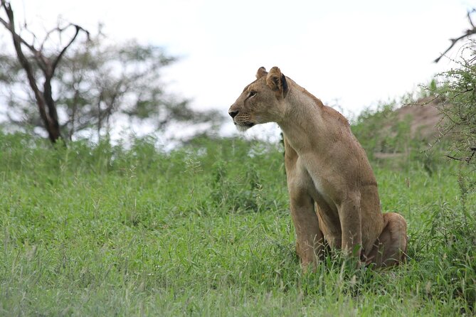 4-Day Simba Safari - Mid Range Tour - Accommodation