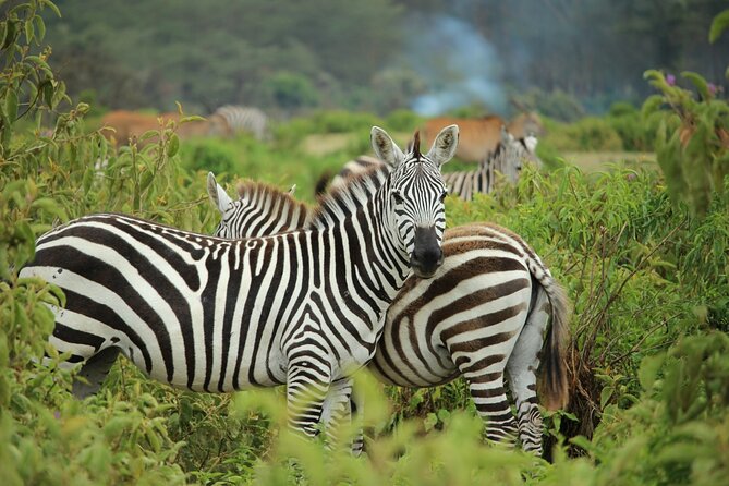 6 Hours Nairobi National Park and Giraffe Center Tour - About Giraffe Center