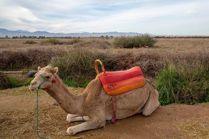 Atlas Mountains and 3 Valleys & Waterfalls - Camel Ride Marrakech - Berber Family Home Visit