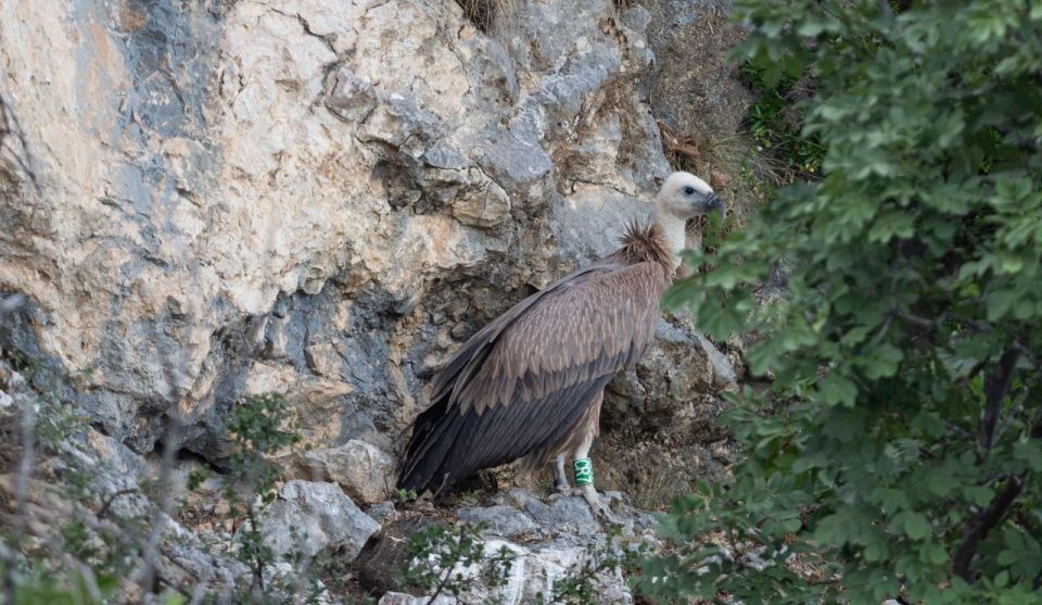 Beli - Griffon Vultures Bird Watching Boat Trip - Booking Information