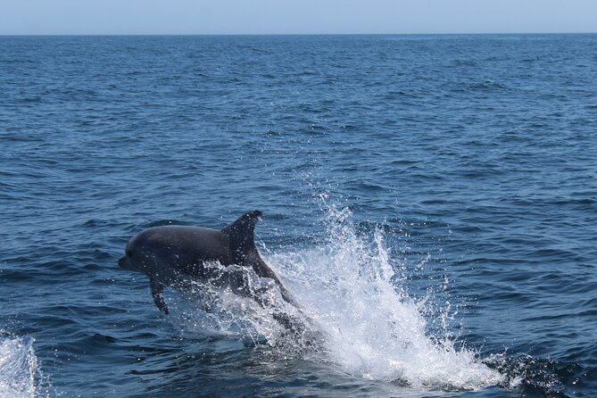 Benagil Caves and Dolphins Tour - Salema Beach - Equipment and Essentials