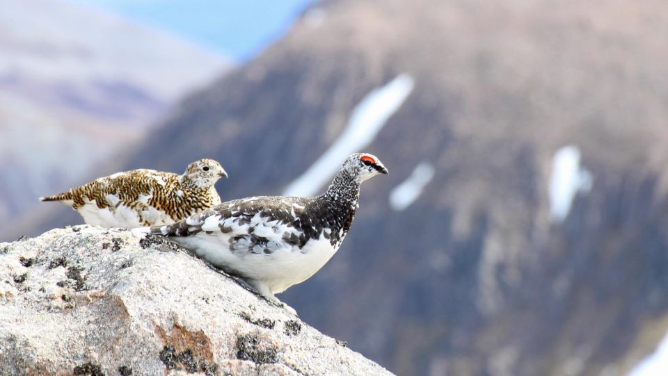 Cairngorms: Lochnagar Guided Walk - Highlights of the Guided Tour