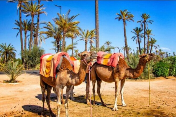 Camel Trekking Through Marrakeshs Palm Grove - Preparing for the Adventure