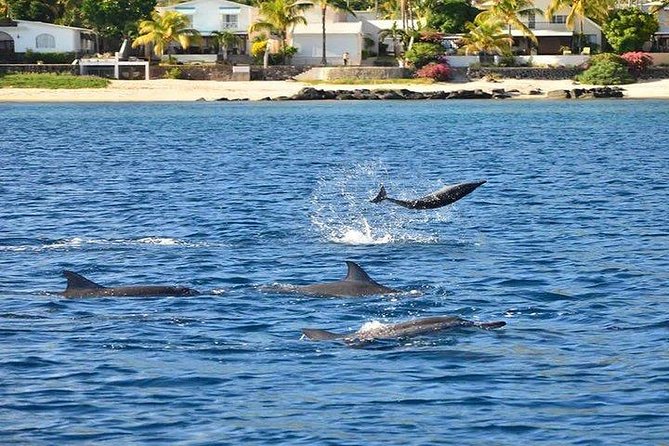 Dolphin Encounters, Ile Aux Benitier & Crystal Rock: Full-Day (Lunch & Transfer) - Air-Conditioned Transportation and Qualified Guide