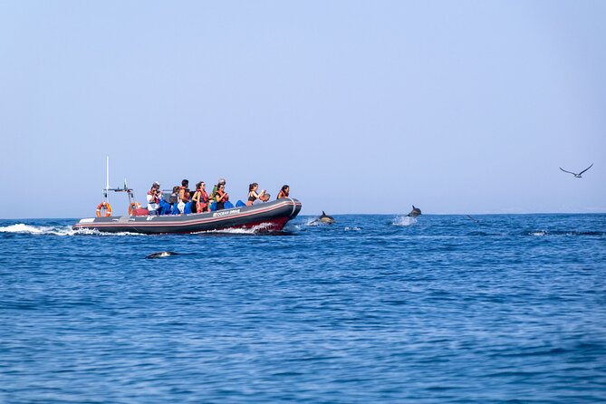 Dolphins & Caves on Rib Boat - Pricing and Booking Information