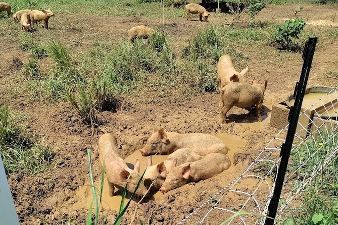 Eco Friendly Farming Tour to Explore Dorados Most Beautiful Farm - Packing Recommendations