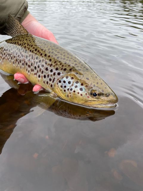 Freestone Guiding: Guided Flyfishing for Wild Brown Trout - Preparing for the Trip