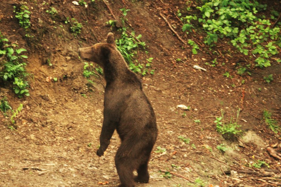 From Brasov: Small-Group Brown Bear Watching Tour - Tour Accessibility