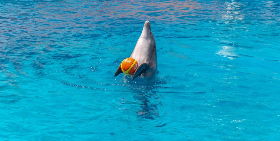 From City of Side/Alanya: Sealanya Dolphin Show W/ Transfers - Dolphin Performance Details