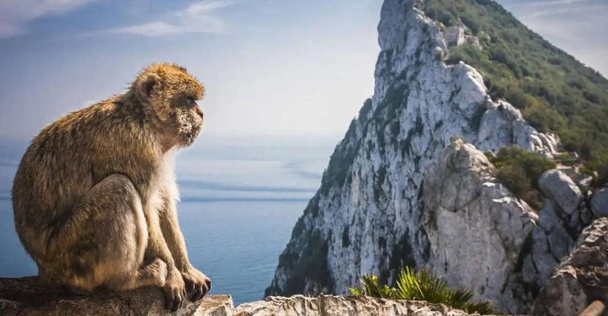 From Málaga/Torremolinos/Benalmádena: Day Trip to Gibraltar - Customer Reviews and Ratings