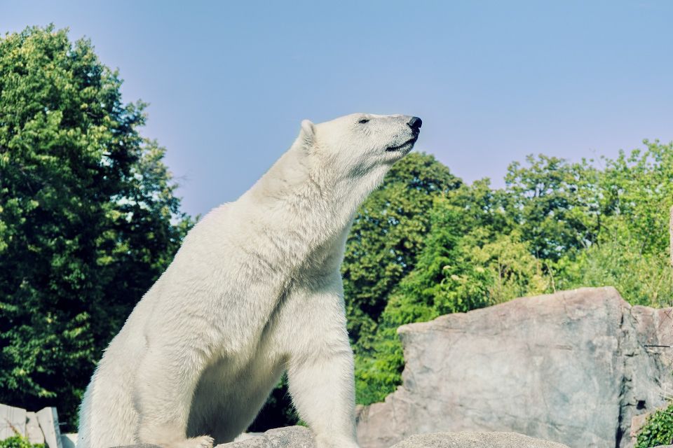 From Rovaniemi: Ranua Arctic Zoo With Entry Ticket - Dining Options at the Zoo