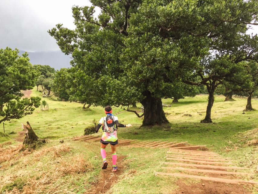 Funchal: Fanal Ancient Forest Running Tour - Customer Feedback