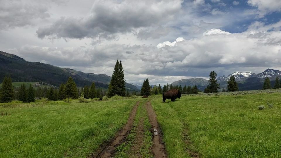 Gardiner: Yellowstone National Park Half Day Guided Hike - Suitability for Families