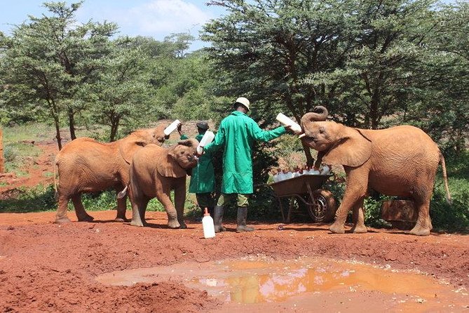 Giraffe Center, Elephant Orphanage and Beads Center - Tour Logistics and Accessibility