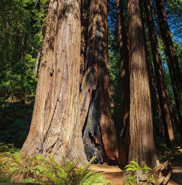 Guided Electric Bike Tour to Muir Woods - Languages Available