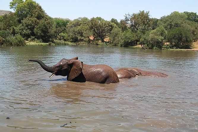 Half Day Safari Tour From Johannesburg - Safety and Precautions